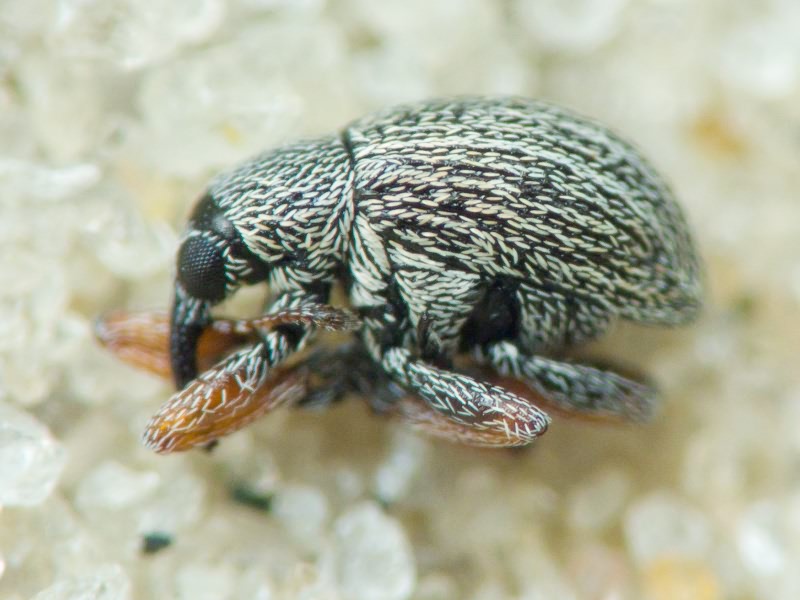 Apionidae Schönherr, 1823